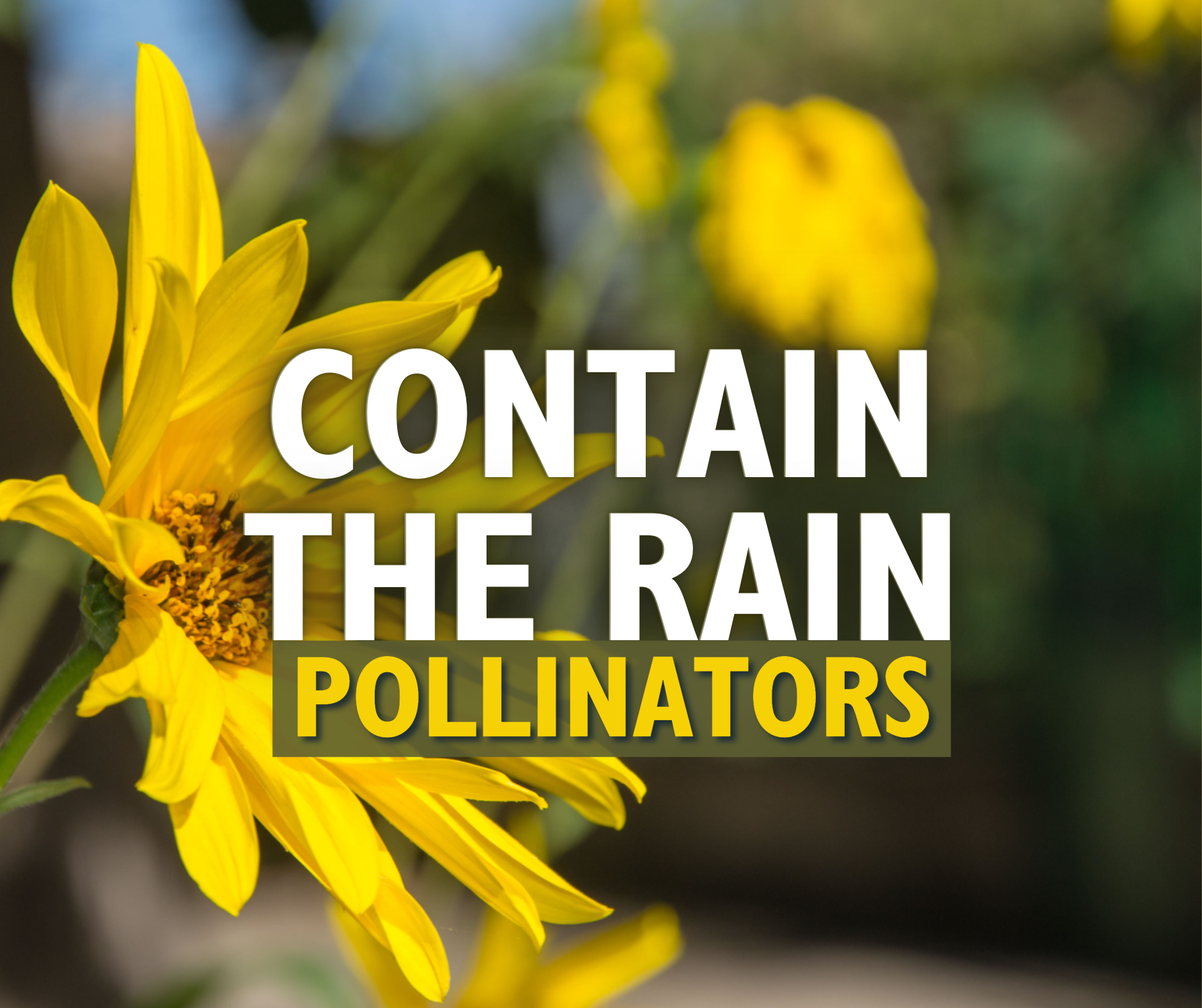 E-Newsletter Graphics - Pollinators