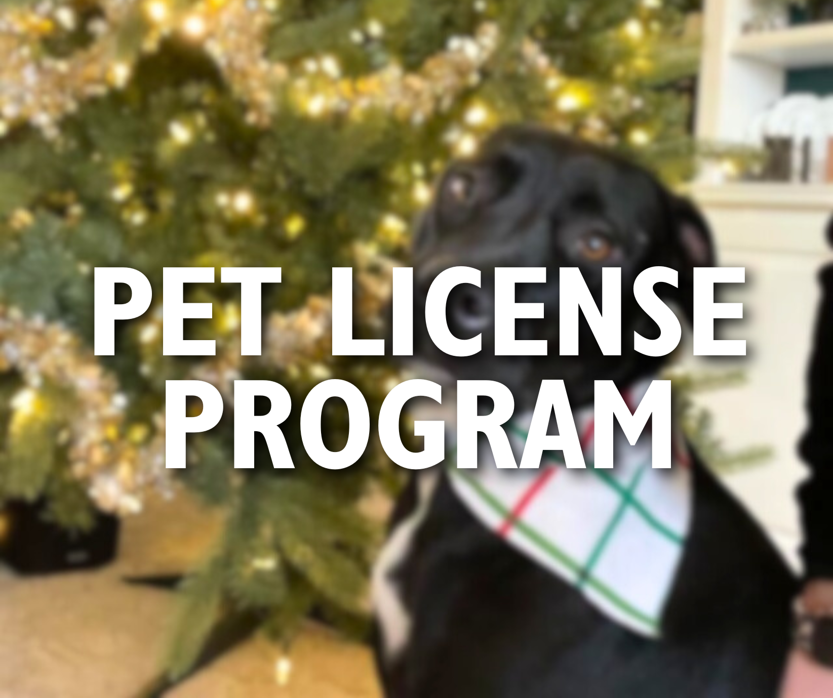 E-Newsletter Graphics - Pet License Program